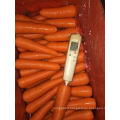 Wholesale sell fresh lowest carrot